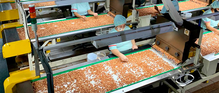 Processo de recepção de amendoim do campo durante a safra